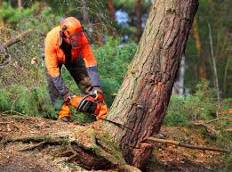 Best Tree Preservation Services  in Greentown, OH