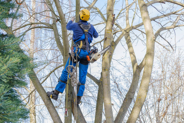  Greentown, OH Tree Removal Services Pros