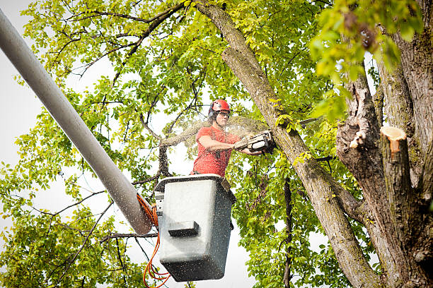 Best Tree Cabling and Bracing  in Greentown, OH